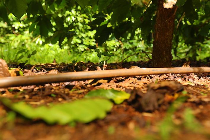 Gotejamento traz sustentabilidade ambiental e economia para lavoura de café