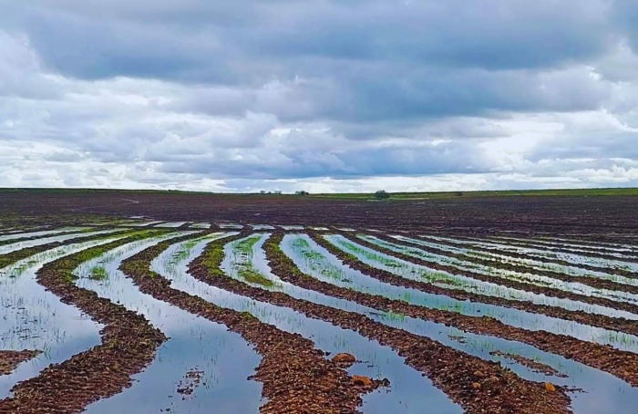 Plantio do arroz avança no Rio Grande do Sul, com 18,98% da área total já semeada