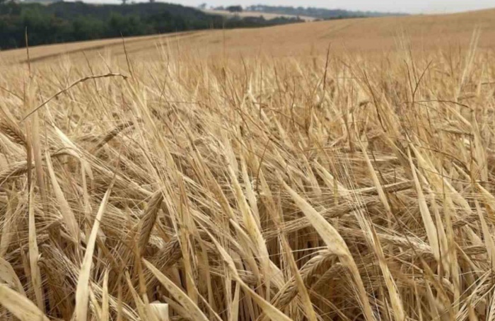 Cevada avança na área da cooperativa Integrada no Paraná