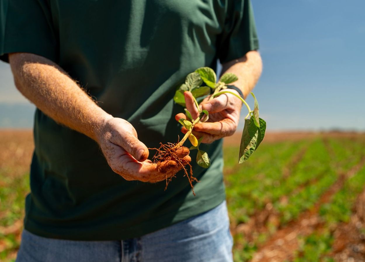 Irregularidade das chuvas atrasa plantio de soja no MT