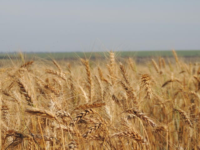 Embrapa quer inserir MS na estratégia de autossuficiência do trigo pelo Brasil