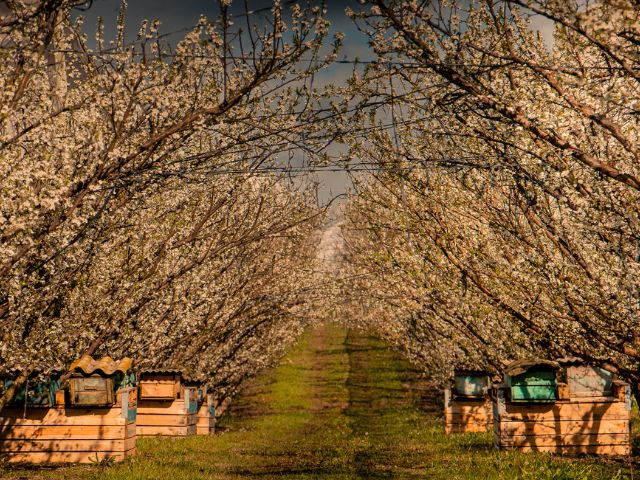 Presença de abelhas na primavera é essencial para frutificação da macieira