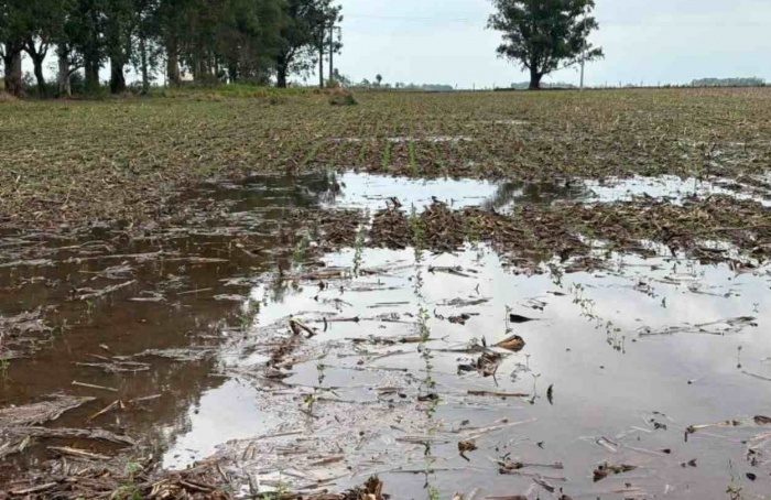 MS Safra 2026/27: excesso de chuva exige atenção no campo