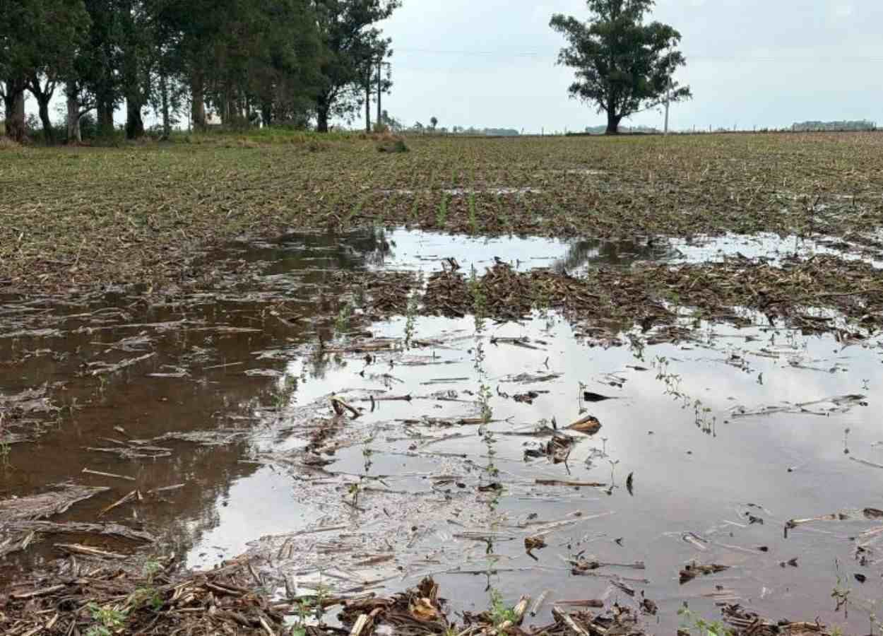 MS Safra 2026/27: excesso de chuva exige atenção no campo