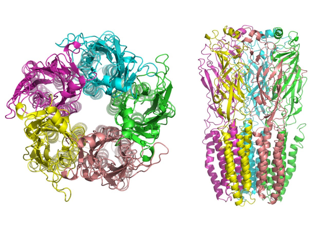 Nova revisão científica revela que inseticidas populares ativam rotas intracelulares complexas