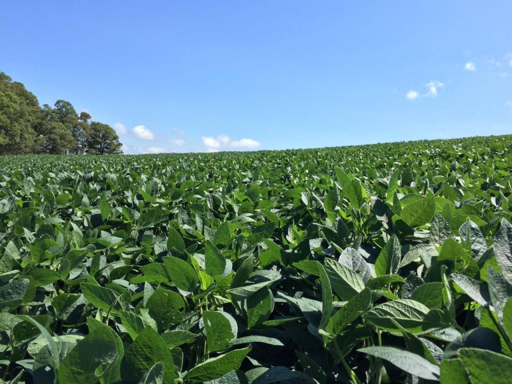 ​Nova tecnologia em fertilizantes sólidos melhora a absorção de nutrientes pelas plantas