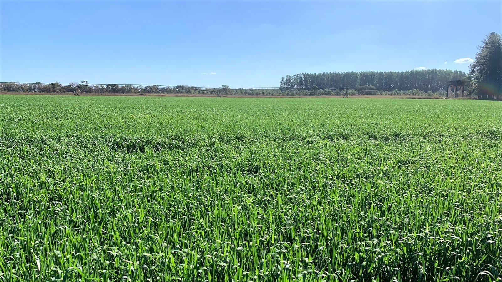 Epamig apresenta potencial para silagem da cultivar de trigo MGS Brilhante em Dias de Campo