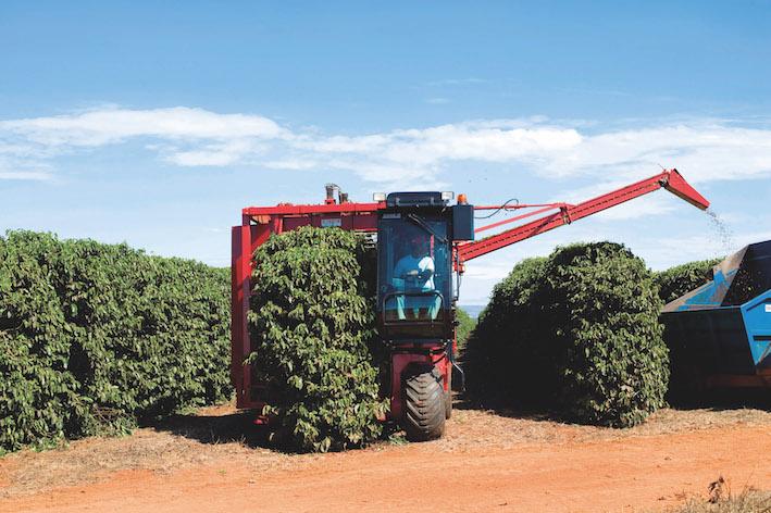 Cafeicultura mecanizada tem produtividade 26% superior à manual