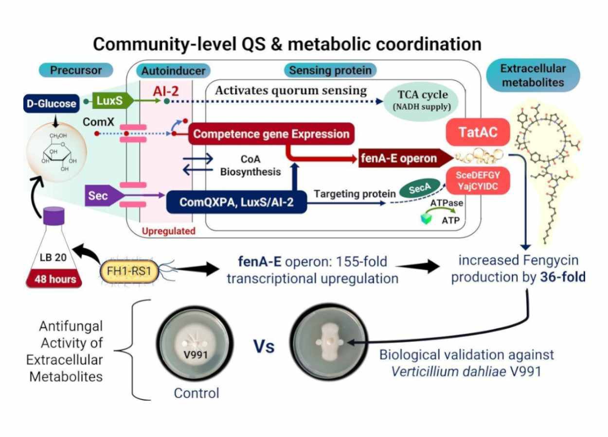 Le glucose augmente la production de fengycine chez Bacillus amyloliquefaciens.