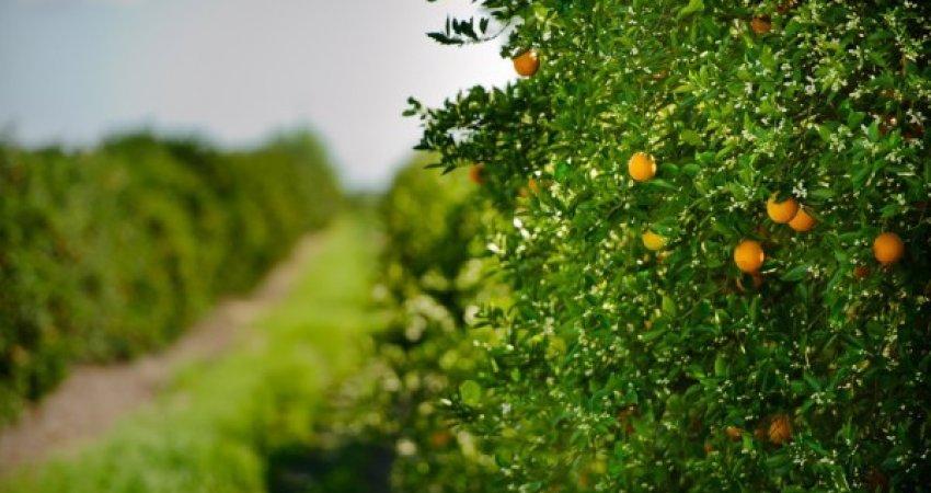 Safra de laranja da Flórida é reestimada em 68,5 milhões de caixas