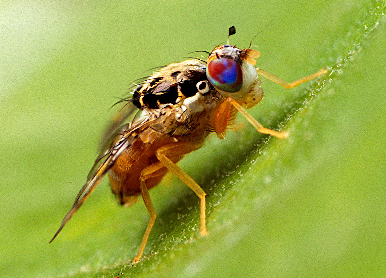 Foto:&nbsp;USDA ARS Photo Unit - Bugwood
