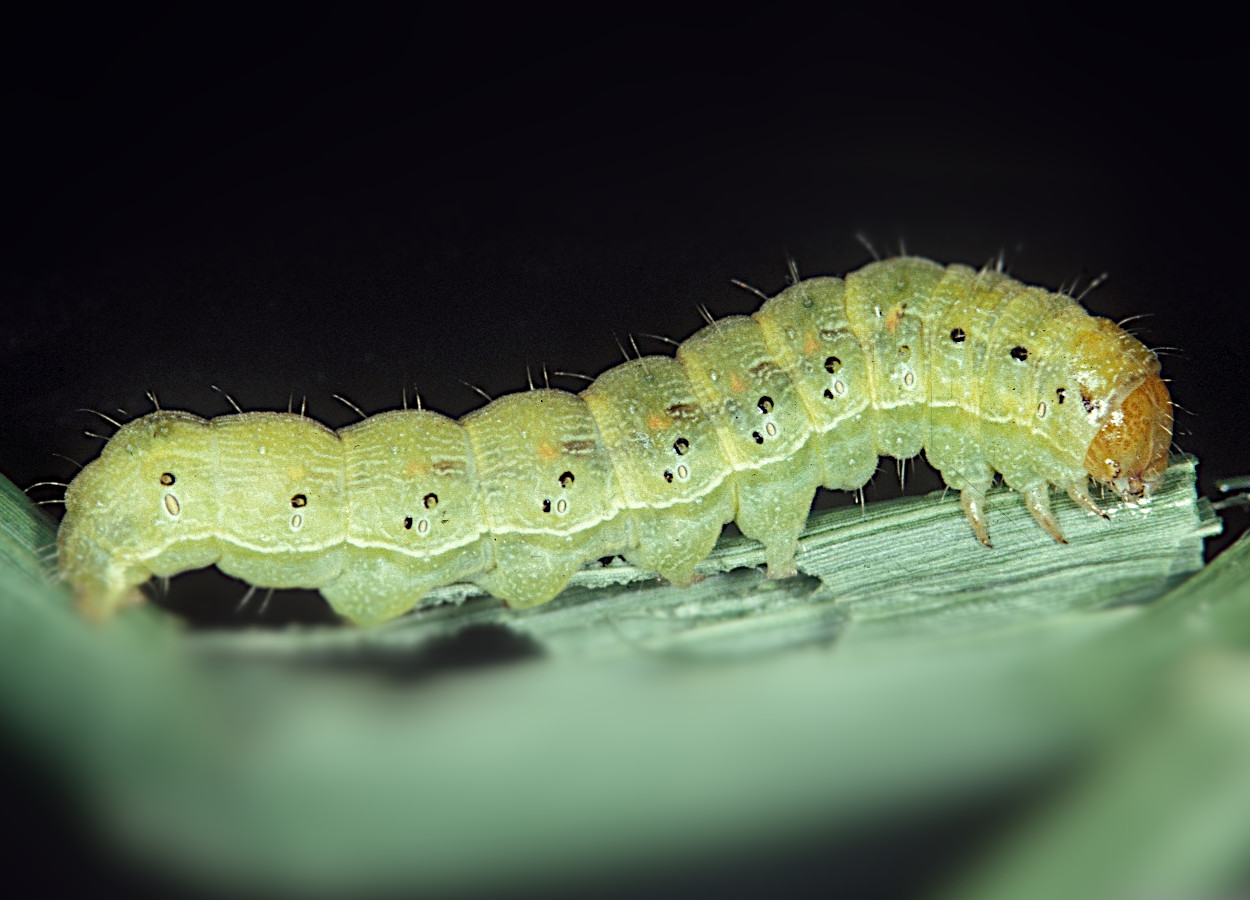 Foto:&nbsp;Frank Peairs, Colorado State University