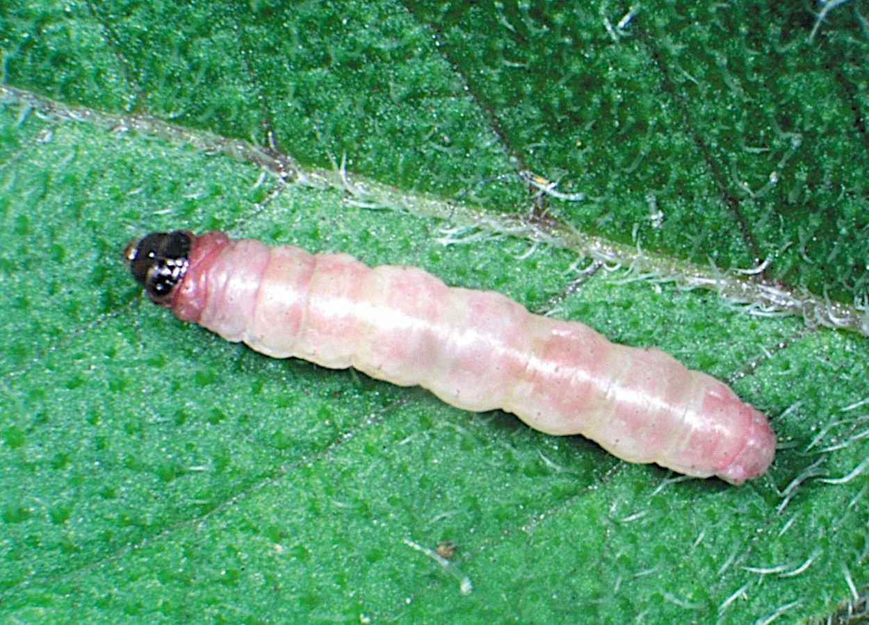 Foto:&nbsp;Henry Juarez, International Potato Center
