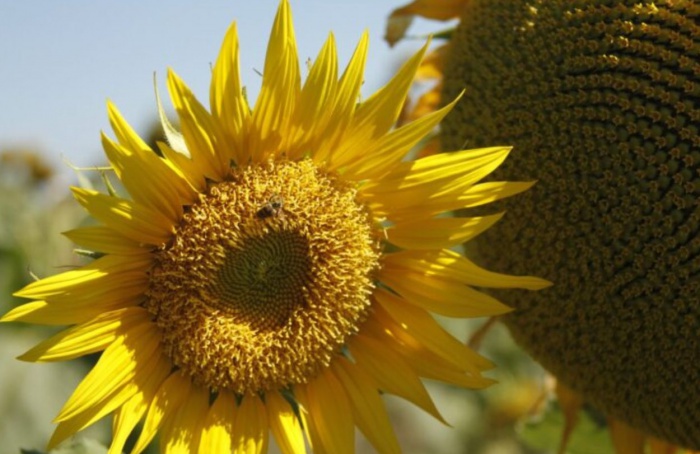 Agro de Goiás consolida liderança nacional em 2025