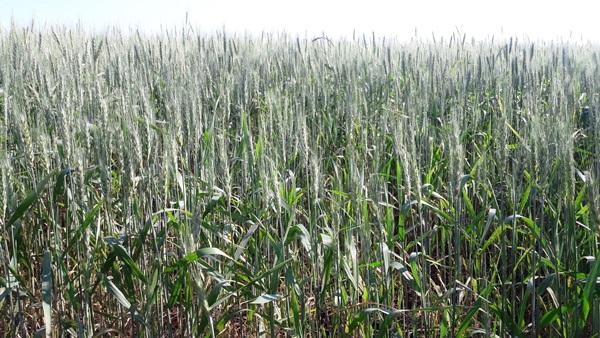 Trigo entra em floração no Rio Grande do Sul