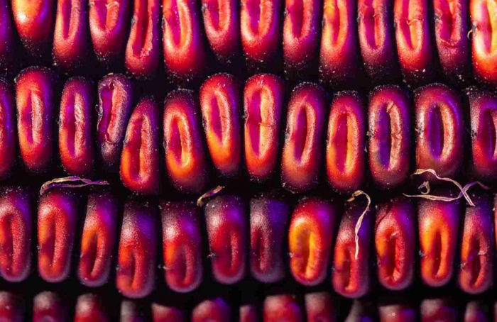 Antocianinas do milho roxo resistem ao calor e ao armazenamento