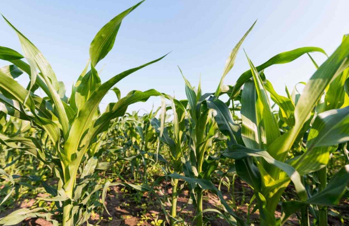 Mercado de defensivos indica alta da área tratada em 2025