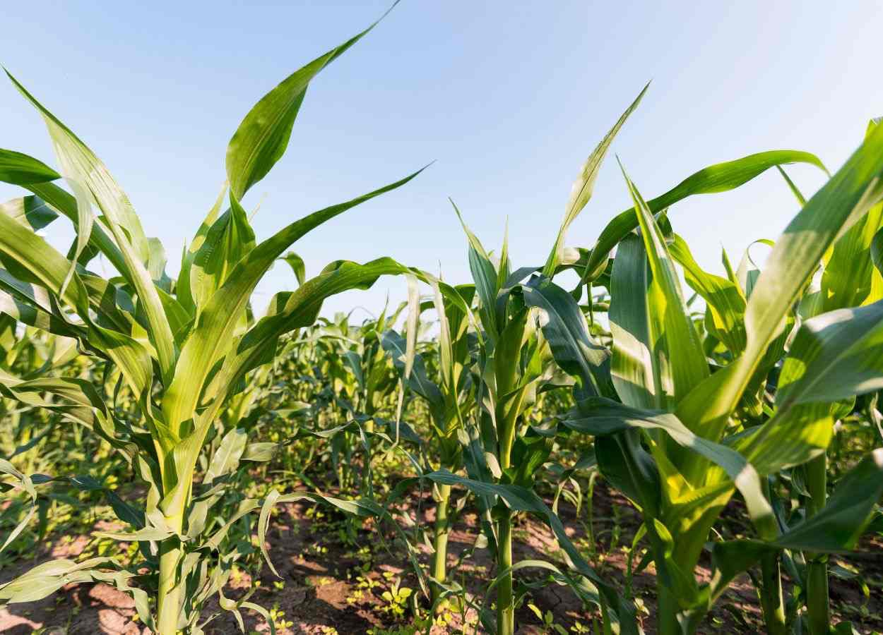 Mercado de defensivos indica alta da área tratada em 2025