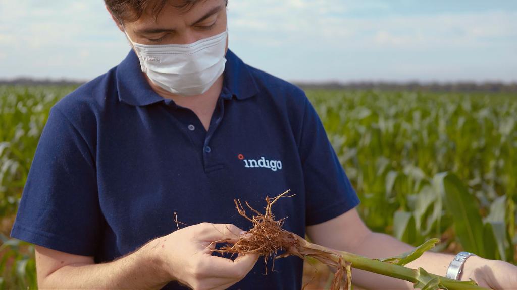 Produtos biológicos ajudam agricultores a se prepararem para a safra 2021/2022