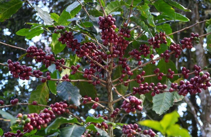 El Niño eleva risco para o mercado global de café em 2026