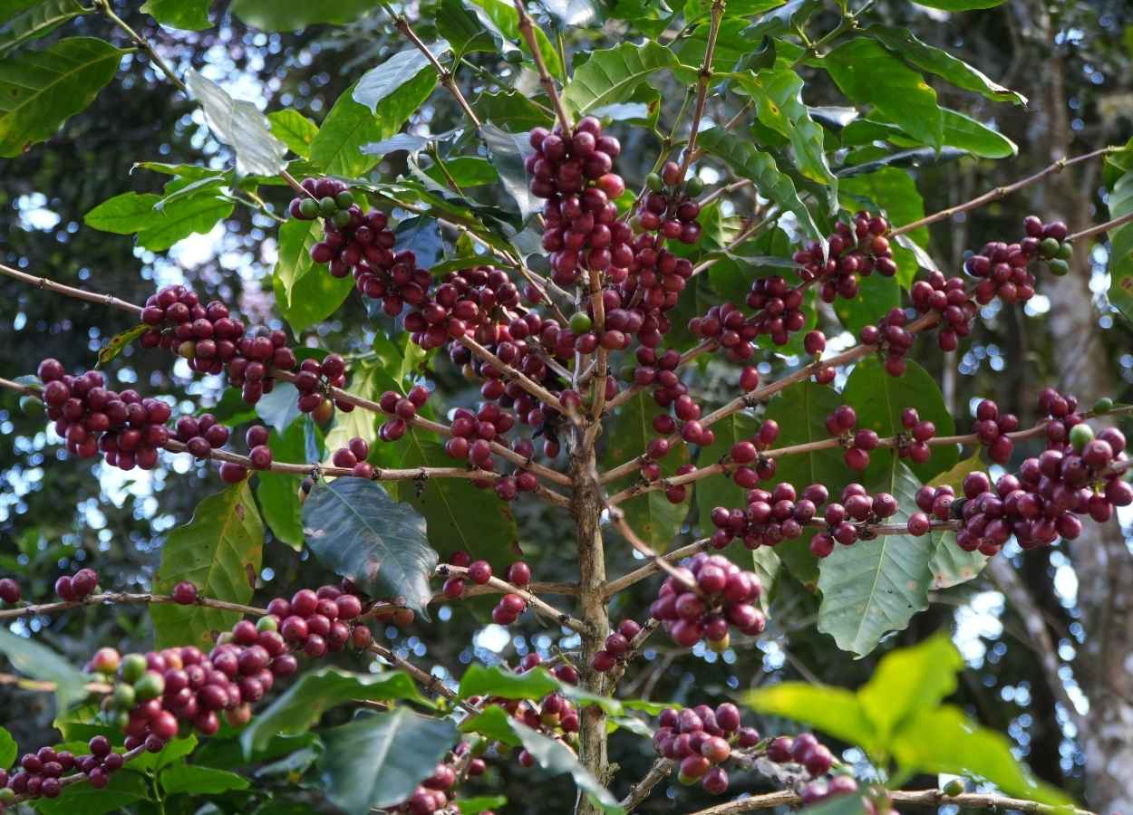 El Niño eleva risco para o mercado global de café em 2026
