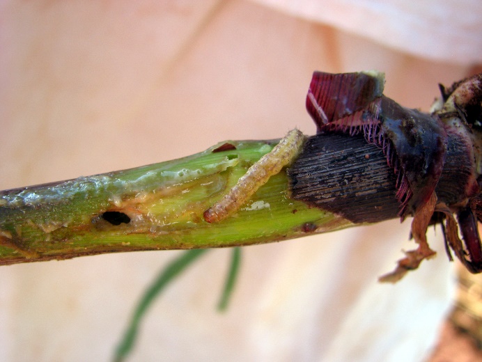 Figura 4 - Broca-da-cana Diatraea saccharalis atacando milho