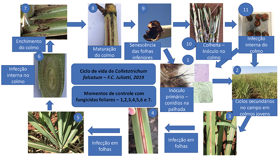 Cana: aplicação foliar de fungicidas é sinônimo de produtividade - Portal  Mais AgroPortal Mais Agro