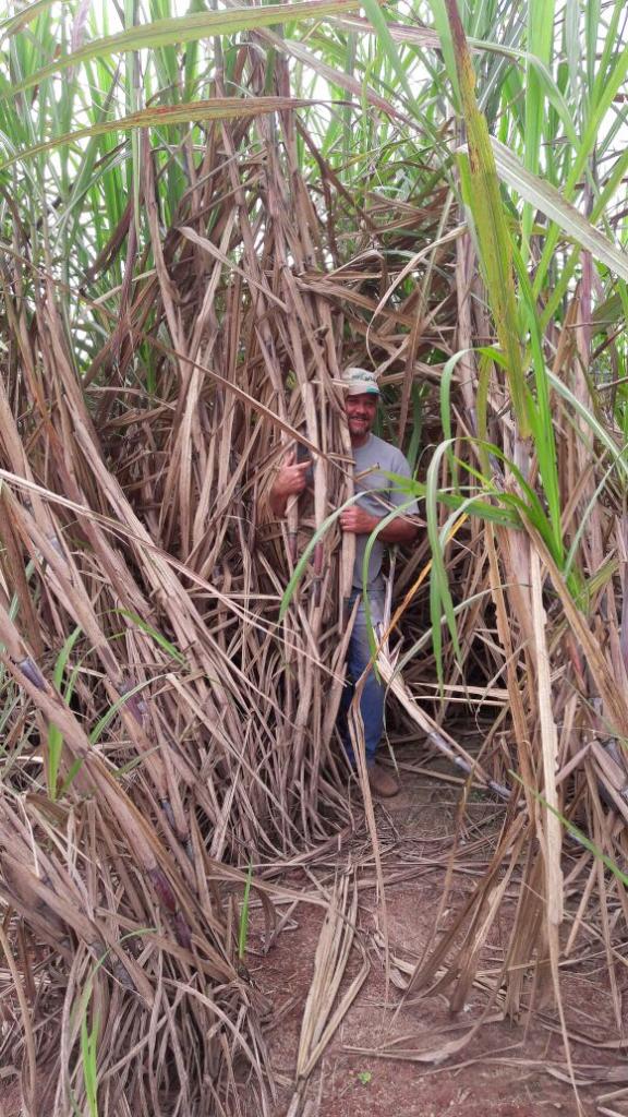 ​Produtor eleva qualidade e produtividade da cana-de-açúcar com nutrição diferenciada