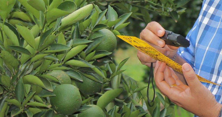 Fundecitrus irá realizar encontro de manejo regional em Monte Azul Paulista (SP)