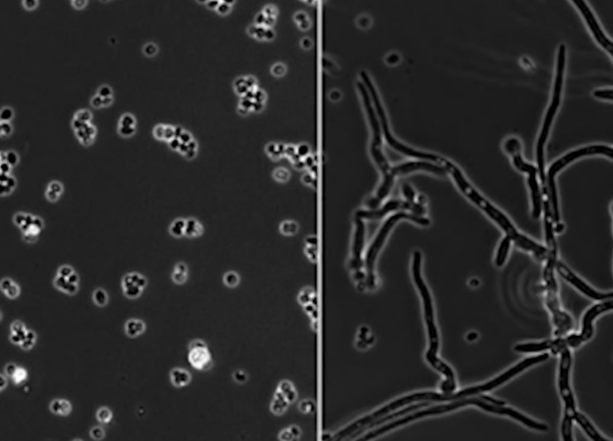 Em dez dias, as concentrações mais altas mataram até 96,6% dos insetos