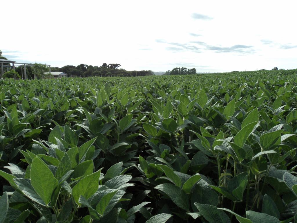 Estudos indicam aumento de produtividade da soja com uso de nutrição vegetal