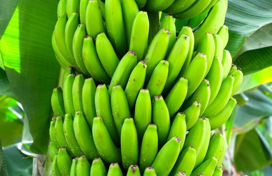 Uso de aminoácidos no manejo das bananas aponta benefícios