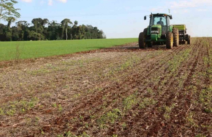 RS Safra 2024/25: trigo tem desenvolvimento satisfatório