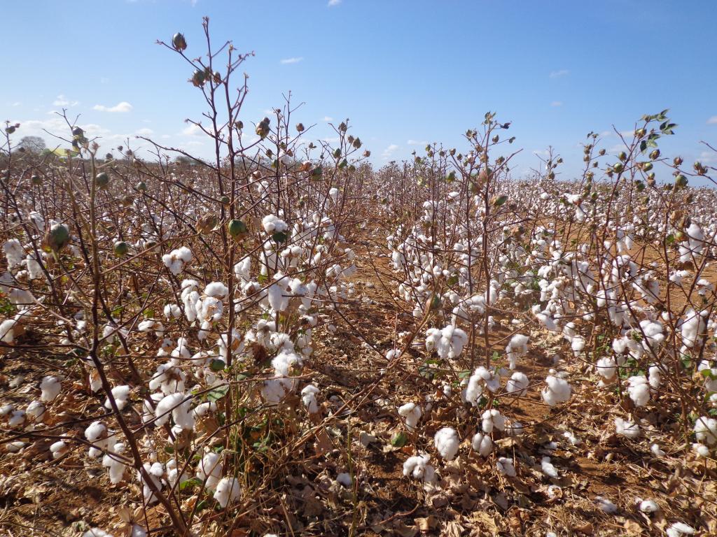 Déficit hídrico no cultivo do algodoeiro no semiárido