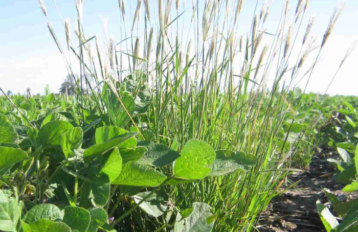 Chloris virgata tem resistência confirmada em Córdoba