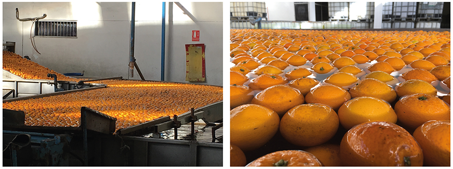 Frutos de laranja em balsa de imersão com bactericida para descontaminação contra a bactéria causadora do cancro cítrico