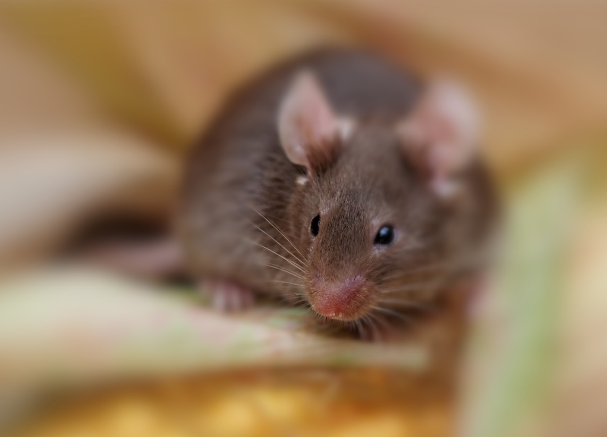 Ratos atacam lavouras de soja e milho