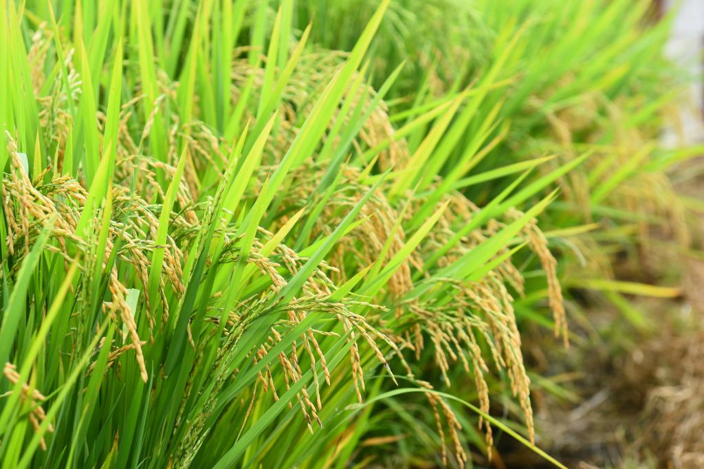 Governo confirma prorrogação de vencimento de custeios do arroz