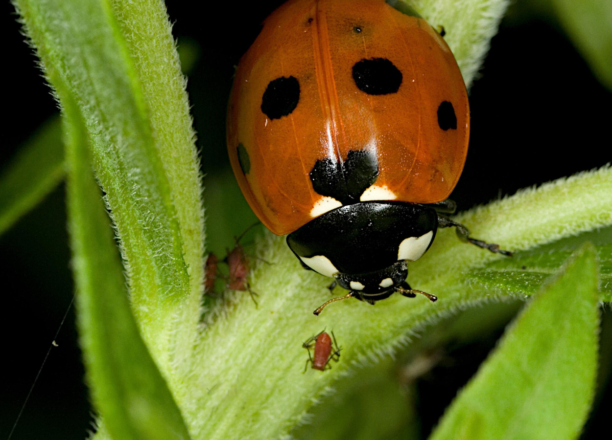 Foto:&nbsp;David Cappaert - Bugwood