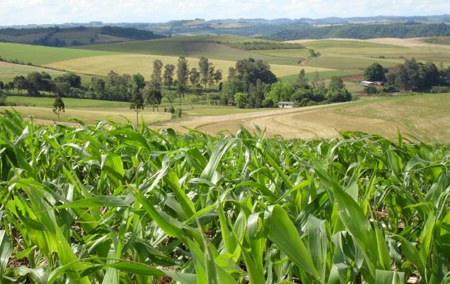 Reuniões técnicas de milho e sorgo serão unificadas na região Sul