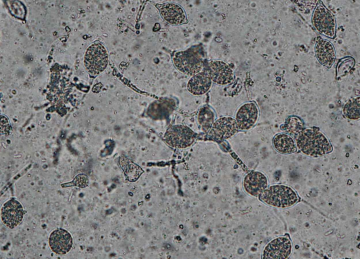 Foto:&nbsp;Paul Bachi, University of Kentucky