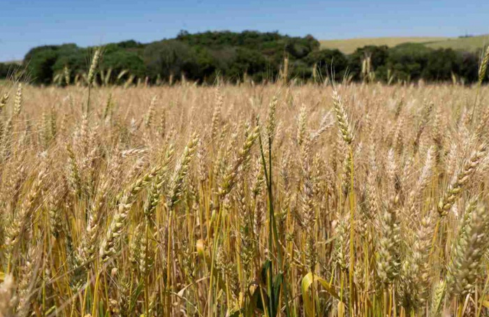 Colheita do trigo avança com boas expectativas na área da Cotrijal