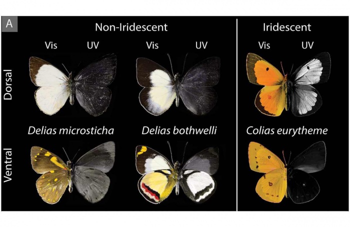 Borboletas aposemáticas exibem reflexão ultravioleta nas asas