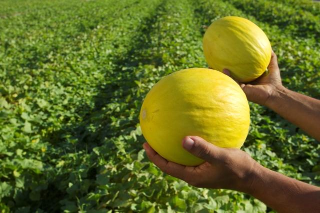 Brasil se aproveita de colheita de melão na época de entressafra da Europa para oferecer novas variedades