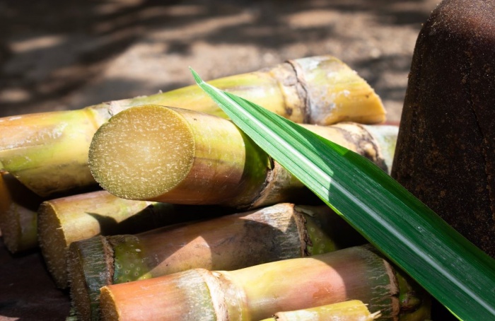 Produção de açúcar e etanol cresce no Norte e Nordeste