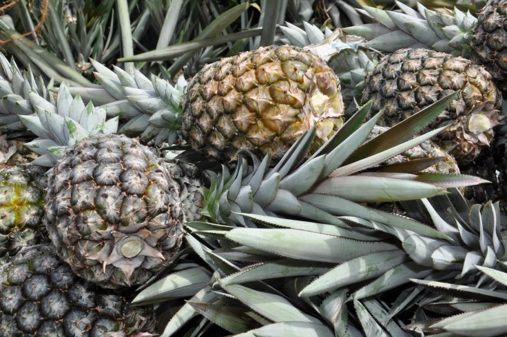 Seagro lança cartilha sobre práticas de cultivo para a cultura do abacaxi em Tocantins