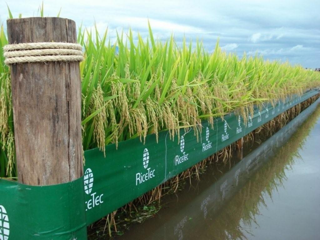 ​RiceTec apresenta resultados de produtividade do Projeto 15k