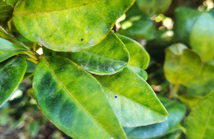Governo de SP impulsiona ações de combate ao greening