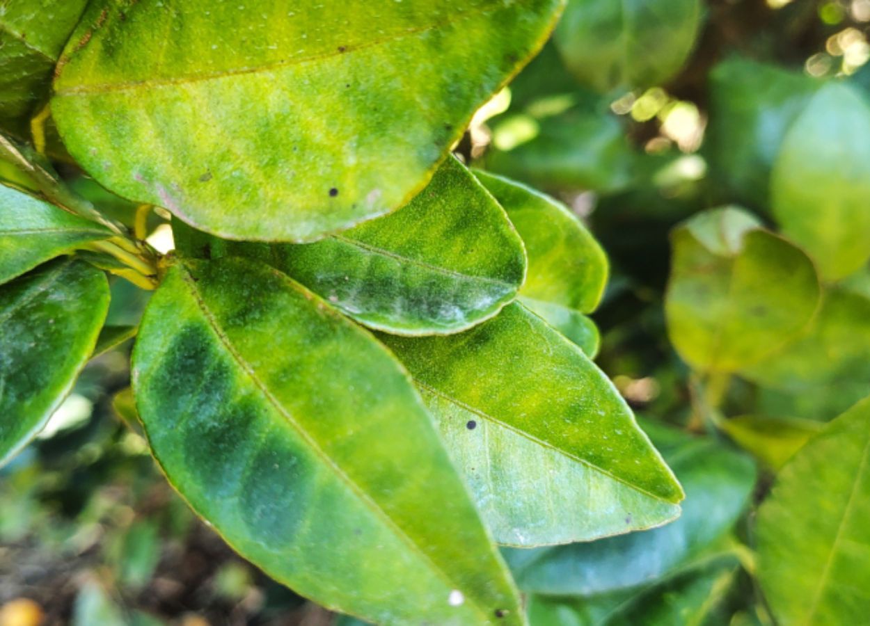 Secretaria de Agricultura abre chamamento público para colaboração no combate à doença
