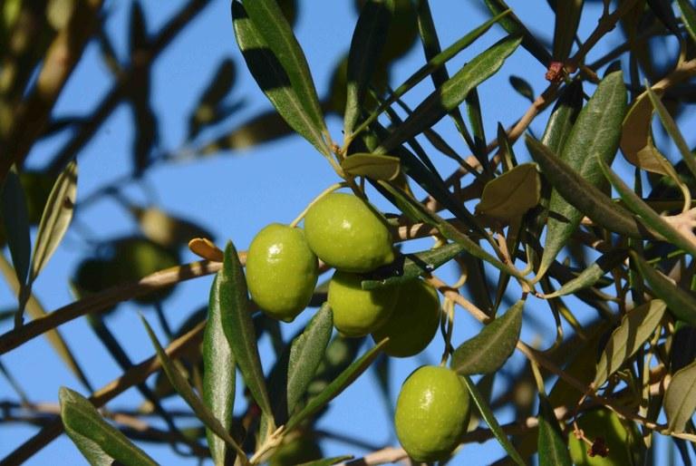 Mapa vai publicar normas para a produção nacional do azeite de oliva